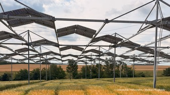 Universit&auml;t Hohenheim: Agri-PV & Agroforst: Ackerpflanzen vertragen Beschattung besser als gedacht