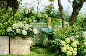 Blumenbüro: Beschwingter Start in die Gartensaison mit der Hortensie / Es grünt so grün - die üppige Gartenhortensie im Frühling