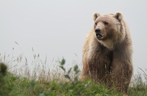 VIER PFOTEN - Stiftung für Tierschutz: Bär Napa, der erste Bewohner vom Arosa Bärenland, hat uns heute im Alter von 14 Jahren verlassen