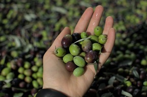 Lago di Garda Camping – Freilufturlaub für Genießer