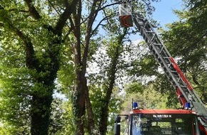 Feuerwehr Schermbeck: FW-Schermbeck: Ast drohte auf Fahrbahn zu fallen
