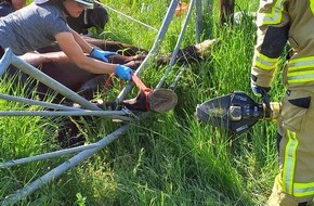 Feuerwehr Gemeinde Rheurdt: FW Rheurdt: Feuerwehr befreit eingeklemmtes Pferd aus Metall-Tor