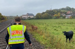 Bundespolizeiinspektion Kaiserslautern: BPOL-KL: Bundespolizei treibt Kuh aus dem Gleis