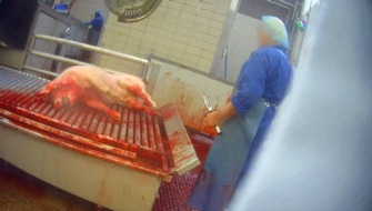 SOKO Tierschutz e.V.: SOKO Tierschutz deckt erschreckende Zustände in McDonald's Schlachthof auf / Strafanzeige: Qualvoller Todeskampf am Schlachtband und untätige Behörden.