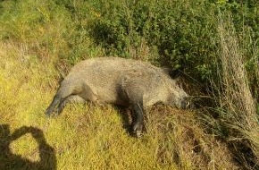 Polizei Düren: POL-DN: Wilderer legt Wildschwein ab