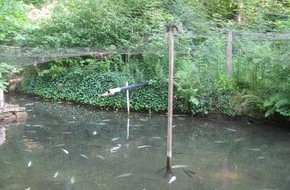 Polizeiinspektion Hameln-Pyrmont/Holzminden: POL-HOL: Teichanlage "Glockenbusch" im Denkiehäuser Wald: Mangels Sauerstoff ca. 500 Forellen verendet - Unbekannter unterbrach Frischwasserzulauf -