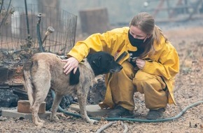 IFAW Deutschland: Klimawandel: Tiere m&uuml;ssen beim Katastrophenschutz ber&uuml;cksichtigt werden
