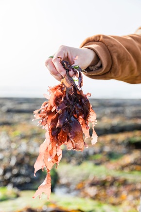Top 5 Köstlichkeiten aus dem Meer frisch aus der Bretagne