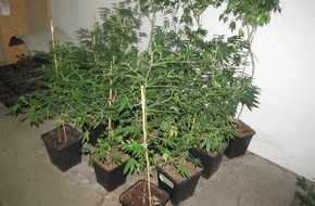 Polizeipräsidium Frankfurt am Main: POL-F: 120319 - 374 Fechenheim: Profi-Cannabisplantage ausgeräumt und Täter festgenommen - Fotos beachten!