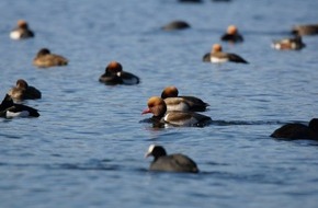 Global Nature Fund: Positionspapier der European Living Lakes Association: Die Wiederherstellung von Seen und Feuchtgebieten als Priorität in Europa