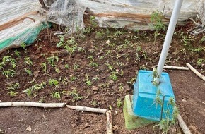 Polizei Rhein-Erft-Kreis: POL-REK: 260326-1: Cannabisplantage in Waldgebiet gefunden - Zeugensuche