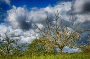 Bund f&uuml;r Umwelt und Naturschutz Deutschland e.V. (BUND): ++ Streuobstwiesen: Sch&ouml;n und artenreich &ndash; aber bedroht | BUND fordert zum Tag der Streuobstwiese Ma&szlig;nahmen zum Schutz der wertvollen Lebensr&auml;ume | BUND "Baum-Woche" zum Tag des Baums ++