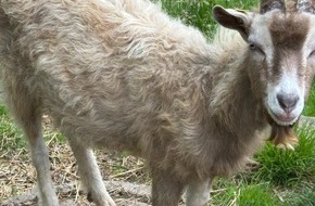 Polizeiinspektion Osnabr&uuml;ck: POL-OS: Melle/Ker&szlig;enbrock: Wer hat Ziegenbock Fiete gestohlen?