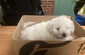 Polizeiinspektion Göttingen: POL-GÖ: (389/2025) Malteser-Welpe in Papiertonne gefunden - Ermittler bitten um Hinweise zur Herkunft