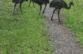 Polizeidirektion Neustadt/Weinstraße: POL-PDNW: (Haßloch) Vermisst jemand vier Emus?