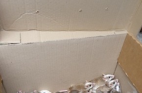 Kreispolizeibehörde Märkischer Kreis: POL-MK: Was rappelt im Karton? Vier Ratten und 35 Mäuse ausgesetzt