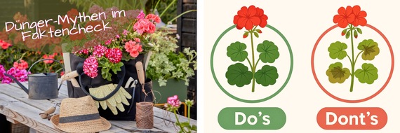 Pelargonium for Europe: Volle Blühpower von Frühjahr bis Herbst: Warum Hausmittel Geranien nicht guttun und was wirklich hilft