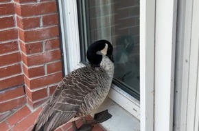 Polizeidirektion Kiel: POL-KI: 250412.1 - Kiel: Ein GANS besonderer Fehlalarm