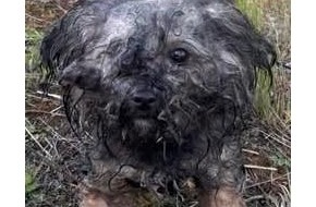 Polizeiinspektion Waldfischbach-Burgalben: POL-PIWFB: Hund bei Thaleischweiler ausgesetzt