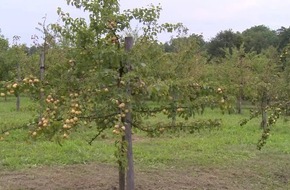 Mit Schneid in den Obstgarten - ANHÄNGE/VIDEO