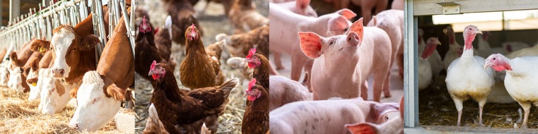 Lidl: Lidl in Deutschland setzt sich neue Ziele für höhere Haltungsformen / Heimische Erzeugung, höhere Tierwohlstandards, ein eigenes Label und Tiergesundheit im Fokus