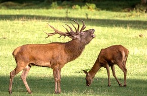 Erlebnispark Tripsdrill: Zur Hirschbrunft nach Tripsdrill