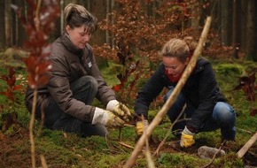 Bergwaldprojekt e.V.: Freiwillige pflanzen mit dem Bergwaldprojekt e.V. 2600 standortheimische Rotbuchen im Forstenrieder Park bei München