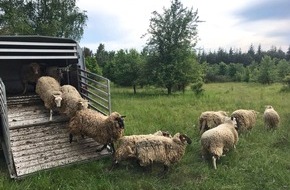 Deutsche Bundesstiftung Umwelt (DBU): DBU: Heidschnucken für Prora