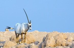 3sat: 3sat-Doku: "Insel der weißen Antilope - Abu Dhabis Naturoase" / Doku über Arten- und Naturschutz