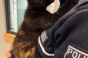Polizei Hagen: POL-HA: Katze in Altenhagen ausgesetzt - Jugendlicher findet Tier in Hauseingang