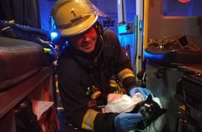 Feuerwehr Düsseldorf: FW-D: Dachgeschosswohnung in Unterbilk ausgebrannt - Feuerwehr rettet und versorgt verletzte Katze aus den Flammen