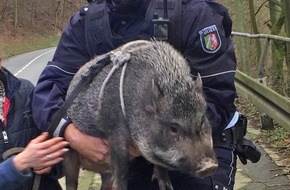 Kreispolizeibehörde Märkischer Kreis: POL-MK: Schwein gehabt