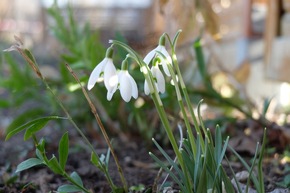 Hunderte Zwiebeln für hungrige Nektarschlürfer🧅🌿🌷