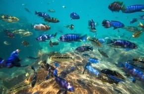 Global Nature Fund: See der Superlative in Gefahr: Malawisee ist „Bedrohter See des Jahres 2022“