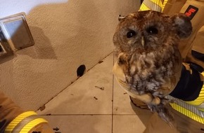 Feuerwehr Herdecke: FW-EN: Wildvogel in Kamin am Ahlenberg - turbulenter Montag mit 6 Einsätzen