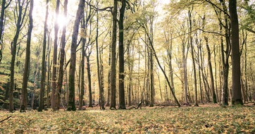 Bergwaldprojekt e.V.: Bergwaldprojekt e.V. - Waldbaden startet wieder ab Juli