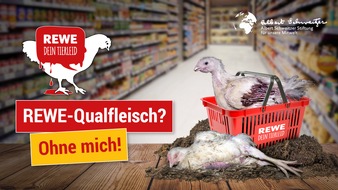 Albert Schweitzer Stiftung für unsere Mitwelt: "Rewe-Qualfleisch? Ohne mich!" / Rewe fällt beim Tierschutz hinter Aldi und Norma zurück