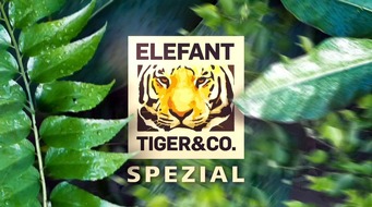 MDR Mitteldeutscher Rundfunk: MDR zeigt Zoo Leipzig-Spezial zur Primetime: „Elefant, Tiger & Co“ im Einsatz für bedrohte Arten