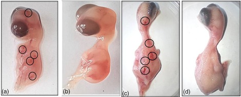 diagnose:funk: Studie zeigt: LTE-Mobilfunkstrahlung schädigt Hühner-Embryos – uns Menschen auch?