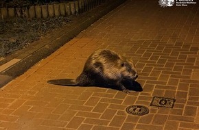 Kreispolizeibehörde Kleve: POL-KLE: Kalkar- Tierischer Einsatz/ Biber-Spaziergang am frühen Morgen