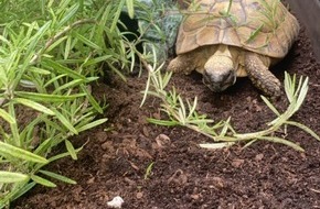 Polizeipräsidium Mannheim: POL-MA: Heidelberg: Schildkröte gefunden - Besitzer gesucht