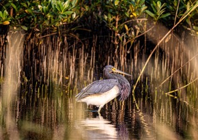Neues aus dem Pelican State: Louisiana präsentiert neuen Leitfaden für Vogelbeobachtungen