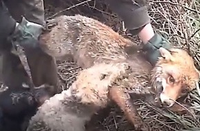 Wildtierschutz Deutschland e.V.: Baujagd: Rechtswidrig und ineffizient