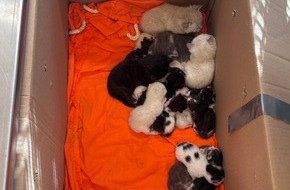 Polizei Bremen: POL-HB: Nr.: 0241 --23 Katzen, zwei Kartons und viele Fragen--