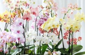 Blumenbüro: Phalaenopsis ist Zimmerpflanze des Monats Dezember / Zarter Jahresabschluss mit der Phalaenopsis in Pastell