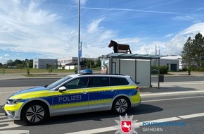 Polizeiinspektion Gifhorn: POL-GF: Da steht ein Pferd auf dem Dach!