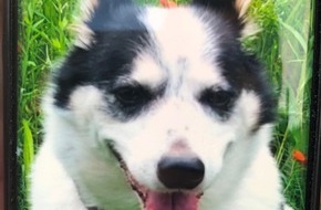 Kreispolizeibehörde Borken: POL-BOR: Rhede - Geraubter Hund wird vermisst