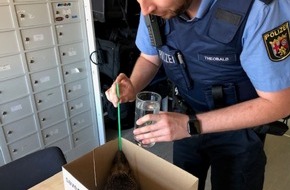 Polizeidirektion Landau: POL-PDLD: Edenkoben - Igel gerettet