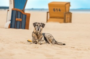 Tourismusverband Mecklenburg-Vorpommern: PM 77/20 Gut Klein Nienhagen an der Mecklenburgischen Ostseeküste bietet deutschlandweit erste klassifizierte hundefreundliche Ferienwohnung an