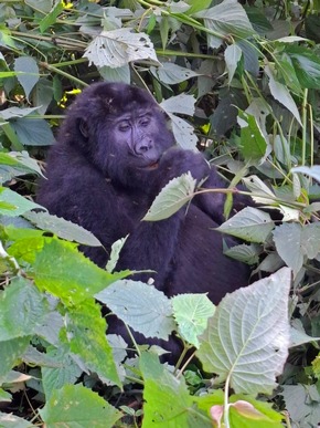Richtig wild: Auf Safari in den Nationalparks in Uganda